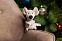 Мягкая игрушка «Мышонок Pippin» с логотипом  заказать по выгодной цене в кибермаркете AvroraStore