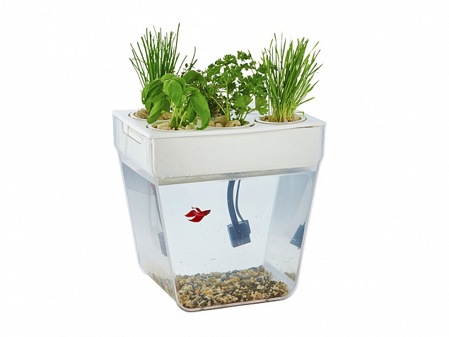 Набор для выращивания растений и ухода за рыбкой Акваферма с логотипом  заказать по выгодной цене в кибермаркете AvroraStore